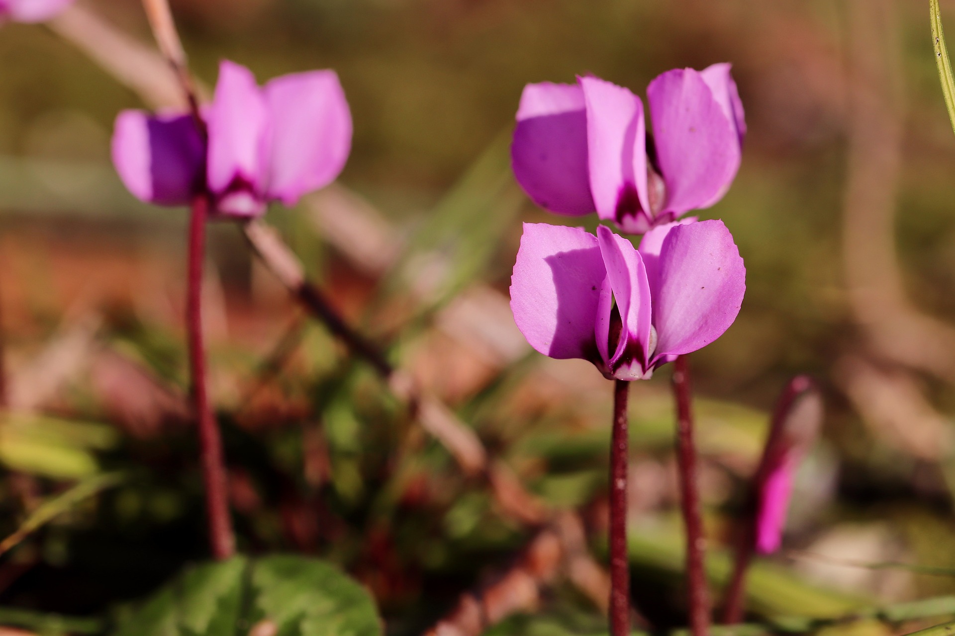 Bild von Nennieinszweidrei auf Pixabay
